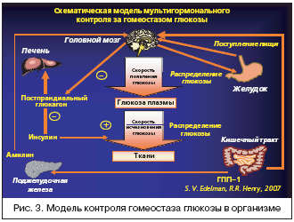 Рис. 3. Модель контроля гомеостаза глюкозы в организме