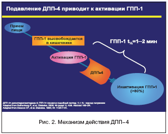 Рис. 2. Механизм действия ДПП–4