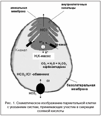Рис. 1. Схематическое изображение париетальной клетки с указанием систем, принимающих участие в секреции соляной кислоты