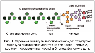 Рис. 1. Строение молекулы липополисахарида: структурно молекула эндотоксина делится на три части – липид А, кор (cor – сердцевинная часть) и О–специфическую цепь