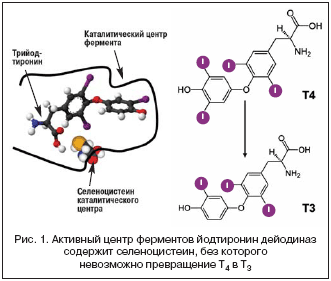 Рис. 1. Активный центр ферментов йодтиронин дейодиназ содержит селеноцистеин, без которого невозможно превращение Т4 в Т3