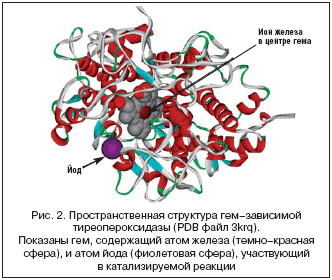 Рис. 2. Пространственная структура гем–зависимой тиреопероксидазы (PDB файл 3krq).