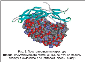 Рис. 3. Пространственная структура тироид–стимулирующего гормона (ТСГ, ленточная модель, сверху) в комплексе с рецептором (сферы, снизу)