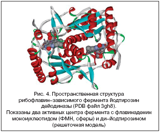 Рис. 4. Пространственная структура рибофлавин–зависимого фермента йодтирозин дейодиназы (PDB файл 3gh8).