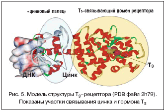 Рис. 5. Модель структуры Т3–рецептора (PDB файл 2h79).