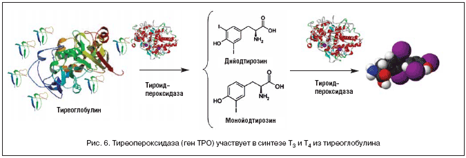 Рис. 6. Тиреопероксидаза (ген TPO) участвует в синтезе Т3 и Т4 из тиреоглобулина