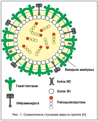 Рис. 1. Схематичное строение вируса гриппа [6]