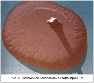 Рис. 4. Трехмерное изображение клетки при АСМ