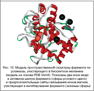 Рис. 10. Модель пространственной структуры фермента тирозиназы, участвующего в биосинтезе меланина (модель на основе PDB 3nm8). Показаны два иона меди в активном центре фермента (сферы розового цвета) и предположительные сайты связывания ионов магния, участвующих в ингибировании фермента (зеленые сферы)