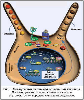 Рис. 5. Молекулярные механизмы активации меланоцитов. Показано участие ионов магния в механизмах внутриклеточной передачи сигнала от рецепторов