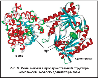 Рис. 9. Ионы магния в пространственной структуре комплексов G–белок–аденилатциклазы