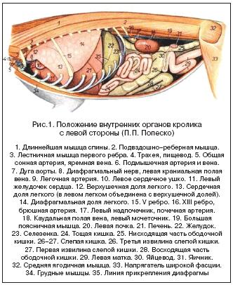 Рис.1. Положение внутренних органов кролика с левой стороны (П.П. Попеско)