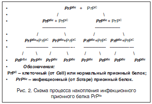 Рис. 2. Схема процесса накопления инфекционного прионного белка PrPSc
