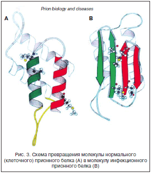 Рис. 3. Схема превращения молекулы нормального (клеточного) прионного белка (А) в молекулу инфекционного прионного белка (В)