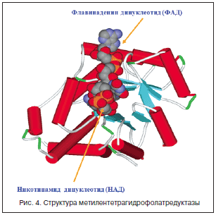Рис. 4. Структура метилентетрагидрофолатредуктазы