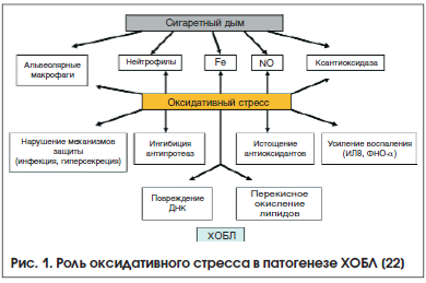 Рис. 1. Роль оксидативного стресса в патогенезе ХОБЛ [22]