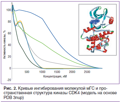 Рис. 2. Кривые ингибирования молекулой мГС и пространственная структура киназы CDK4 (модель на основе PDB 3nup)