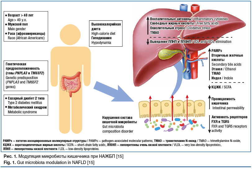 Рис. 1. Модуляция микробиоты кишечника при НАЖБП [15] Fig. 1. Gut microbiota modulation in NAFLD [15]