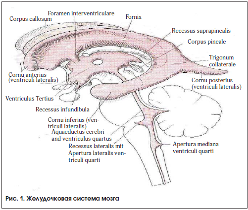 Рис. 1. Желудочковая система мозга