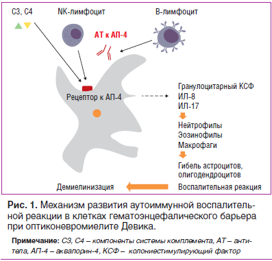 Рис. 1. Механизм развития аутоиммунной воспалительной реакции в клетках гематоэнцефалического барьера при оптиконевромиелите Девика.