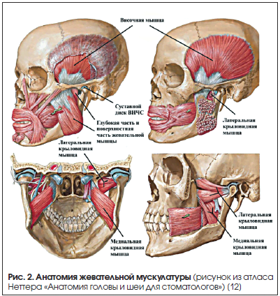 Рис. 2. Анатомия жевательной мускулатуры