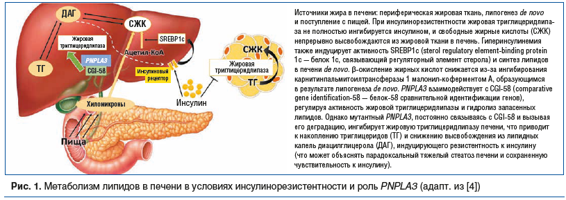 Рис. 1. Метаболизм липидов в печени в условиях инсулинорезистентности и роль PNPLA3 (адапт. из [4])
