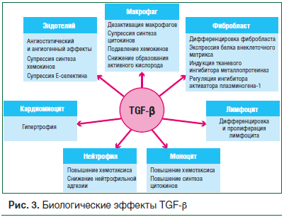 Рис. 3. Биологические эффекты TGF-β