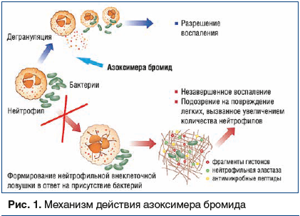 Рис. 1. Механизм действия азоксимера бромида