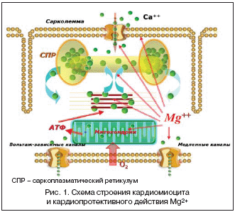 Рис. 1. Схема строения кардиомиоцита и кардиопротективного действия Mg2+