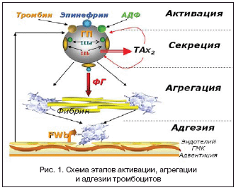 Рис. 1. Схема этапов активации, агрегации и адгезии тромбоцитов