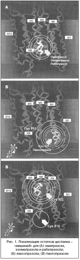 Рис. 1. Локализация остатков цистеина – «мишеней» для (А) омепразола, эзомепразола и рабепразола; (Б) лансопразола; (В) пантопразола