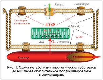 Рис. 1. Схема метаболизма энергетических субстратов до АТФ через окислительное фосфорилирование в митохондриях