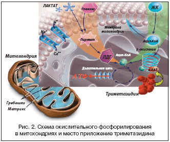 Рис. 2. Схема окислительного фосфорилирования в митохондриях и место приложение триметазидина