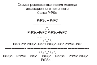 Схема процесса накопления молекул инфекционного прионного белка PrPSc