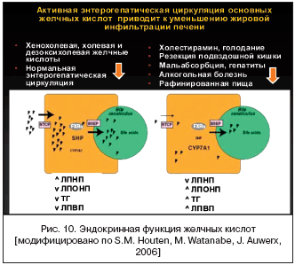 Рис. 10. Эндокринная функция желчных кислот [модифицировано по S.M. Houten, M. Watanabe, J. Auwerx, 2006]