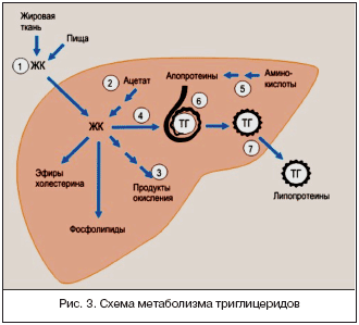 Рис. 3. Схема метаболизма триглицеридов