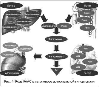 Рис. 4. Роль РААС в патогенезе артериальной гипертензии