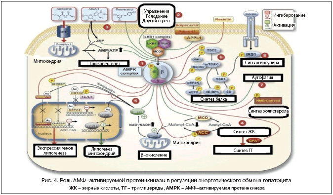 Рис. 4. Роль АМФ–активируемой протеинкиназы в регуляции энергетического обмена гепатоцита