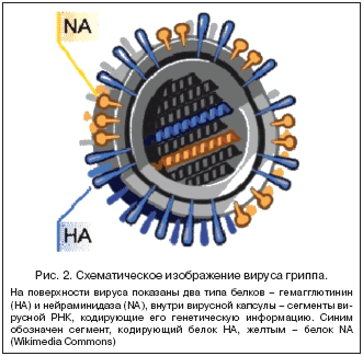 Рис. 2. Схематическое изображение вируса гриппа.