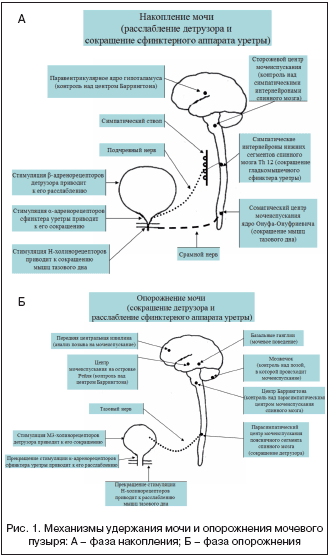 Рис. 1. Механизмы удержания мочи и опорожнения мочевого пузыря: А – фаза накопления; Б – фаза опорожнения