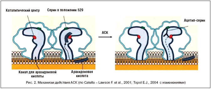 Рис. 2. Механизм действия АСК (по Catella – Lawson F. et al., 2001; Topol E.J., 2004 с изменениями)