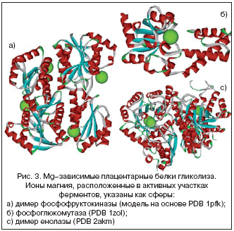 Рис. 3. Mg–зависимые плацентарные белки гликолиза. Ионы магния, расположенные в активных участках ферментов, указаны как сферы