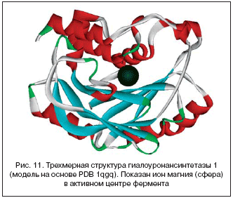 Рис. 11. Трехмерная структура гиалоуронансинтетазы 1 (модель на основе PDB 1qgq). Показан ион магния (сфера) в активном центре фермента