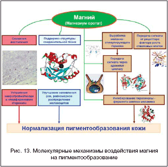 Рис. 13. Молекулярные механизмы воздействия магния на пигментообразование