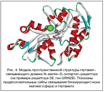 Рис. 4. Модель пространственной структуры глутамат–связывающего домена N–метил–D–аспартат–рецептора (на примере рецептора 2В, ген GRIN2B). Показаны предположительные сайты связывания блокирующего иона магния (сфера) и глутамата
