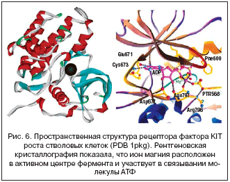 Рис. 6. Пространственная структура рецептора фактора KIT роста стволовых клеток (PDB 1pkg). Рентгеновская кристаллография показала, что ион магния расположен в активном центре фермента и участвует в связывании молекулы АТФ