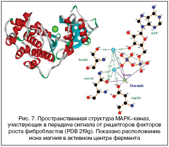 Рис. 7. Пространственная структура МАРК–киназ, участвующих в передаче сигнала от рецепторов факторов роста фибробластов (PDB 2f9g). Показано расположение иона магния в активном центре фермента