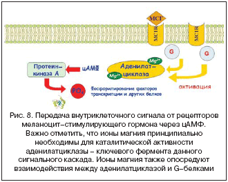 Рис. 8. Передача внутриклеточного сигнала от рецепторов меланоцит–стимулирующего гормона через цАМФ. Важно отметить, что ионы магния принципиально необходимы для каталитической активности аденилатциклазы – ключевого фермента данного сигнального каскада. Ионы магния также опосредуют взаимодействия между аденилатциклазой и G–белками