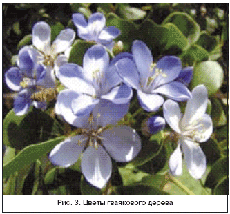 Рис. 3. Цветы гваякового дерева