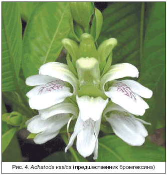 Рис. 4. Adhatoda vasica (предшественник бромгексина)